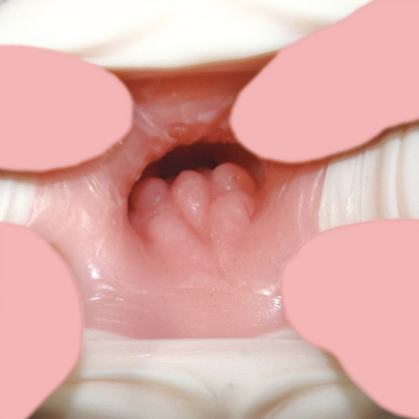 �ɏ㐶����@�|�����b�@�i�c�u�c�����j